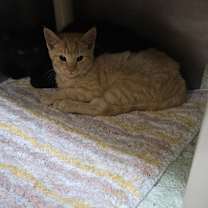 Thumbnail photo of Ceviche 25-1676 #2