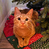 Thumbnail photo of Reggie #1