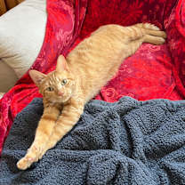 Thumbnail photo of Reggie #3