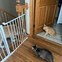 Thumbnail photo of Reggie #4