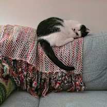 Thumbnail photo of Ozzy #1