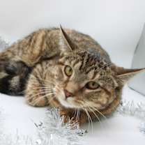 Thumbnail photo of Macchiato IV #2