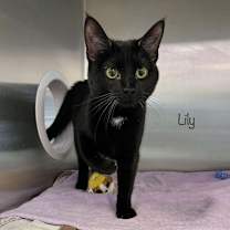 Thumbnail photo of Lily #1