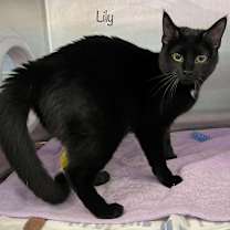 Thumbnail photo of Lily #2