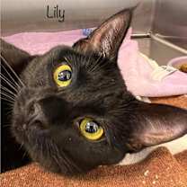 Thumbnail photo of Lily #3