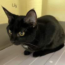 Thumbnail photo of Lily #4