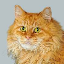 Thumbnail photo of Cantaloupe #1