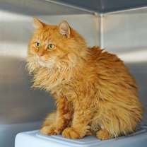 Thumbnail photo of Cantaloupe #2