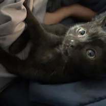 Thumbnail photo of Shadow #1