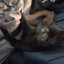 Thumbnail photo of Shadow #2