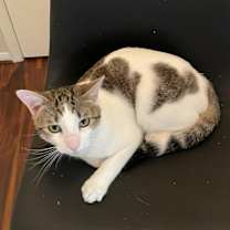 Thumbnail photo of Cash #1