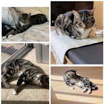 Thumbnail photo of Waffle #1