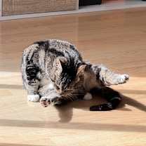 Thumbnail photo of Waffle #4