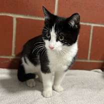 Thumbnail photo of Madame Purrséphone #2