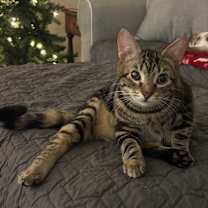 Thumbnail photo of Sancho #1