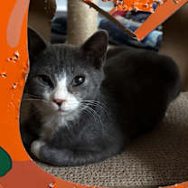 Thumbnail photo of Garnacho #4