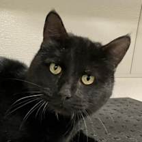 Thumbnail photo of 101347 #1