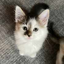 Thumbnail photo of Rhemie #1