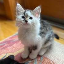 Thumbnail photo of Rhemie #3