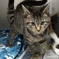 Thumbnail photo of Ukulele #1