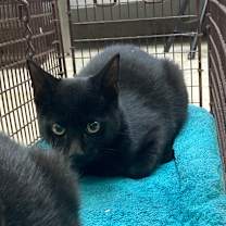 Thumbnail photo of Dewey #1