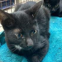 Thumbnail photo of Huey #1