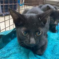 Thumbnail photo of Huey #2