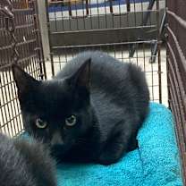 Thumbnail photo of Dewey #2