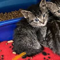 Thumbnail photo of Ukulele #2