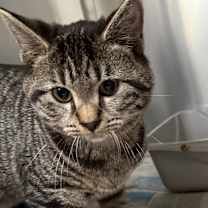 Thumbnail photo of Ukulele #3