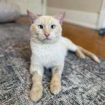 Thumbnail photo of Momo #1