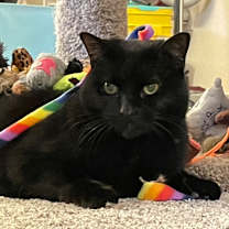 Thumbnail photo of Night #4