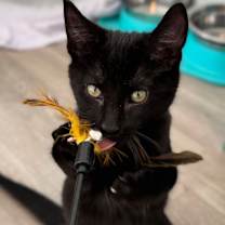 Thumbnail photo of Juice #4