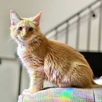 Thumbnail photo of Pancake #2