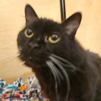 Thumbnail photo of Zeus #2