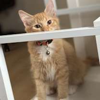 Thumbnail photo of Pancake #3