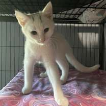 Thumbnail photo of Hima #1