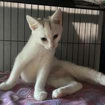 Thumbnail photo of Hima #3