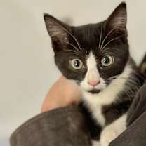 Thumbnail photo of Veronica #1