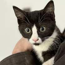 Thumbnail photo of Veronica #2