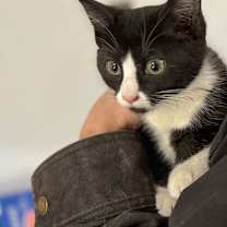 Thumbnail photo of Veronica #4