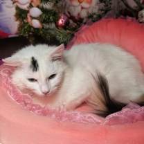 Thumbnail photo of Fancy #1