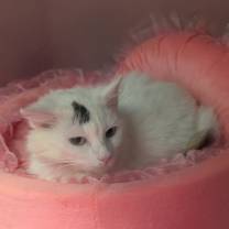 Thumbnail photo of Fancy #2