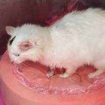 Thumbnail photo of Fancy #3