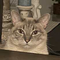 Thumbnail photo of Ponyo #2