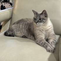 Thumbnail photo of Ponyo #3