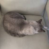 Thumbnail photo of Ponyo #4