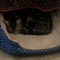 Thumbnail photo of David #3