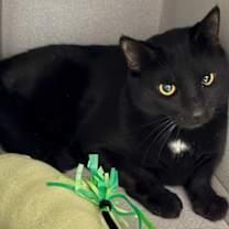 Thumbnail photo of Wolf #1