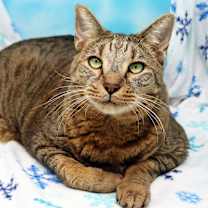 Thumbnail photo of Judah #1